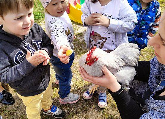 Dzieci podczas spotkania z koza i kogutem