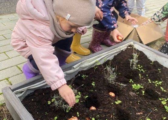 Sadzenie cebulek kwiatowych w żłobkowym ogródku