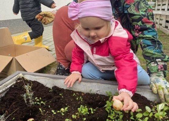 Sadzenie cebulek kwiatowych w żłobkowym ogródku