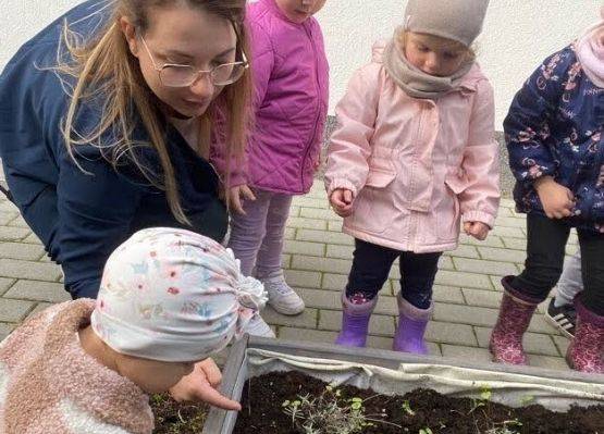 Sadzenie cebulek kwiatowych w żłobkowym ogródku