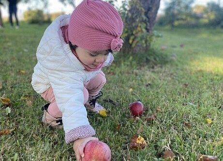 Zbieranie jabłek