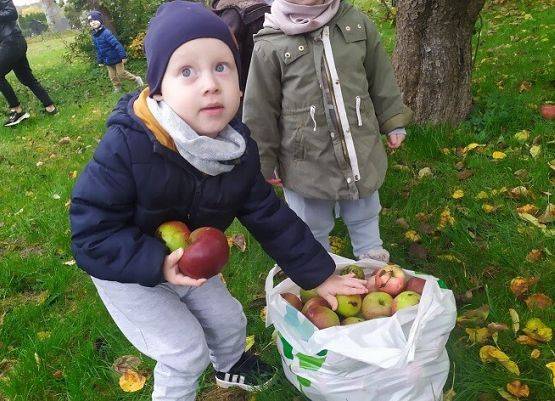 Zbieranie jabłek w sadzie