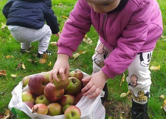 Zbieranie jabłek w sadzie