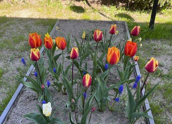 Żłobkowe tulipany :)