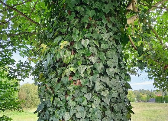 Powitanie Pani Jesieni