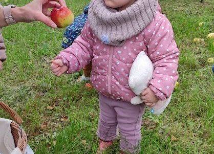 Zbieranie jabłek