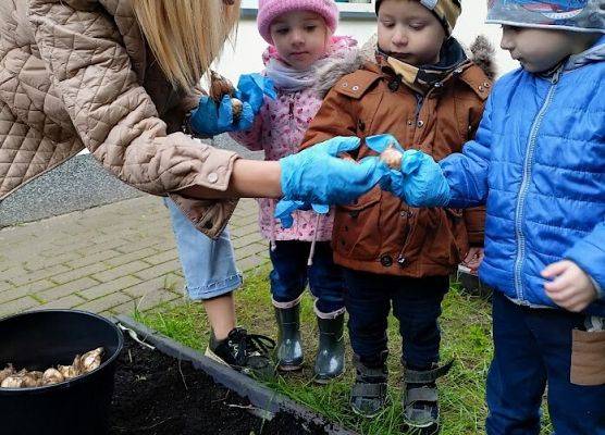 Sadzenie cebulek żonkili przez grupę starszaków :)