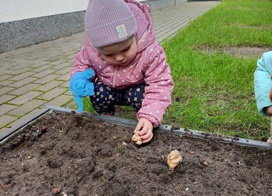 Sadzenie cebulek żonkili przez grupę starszaków :)