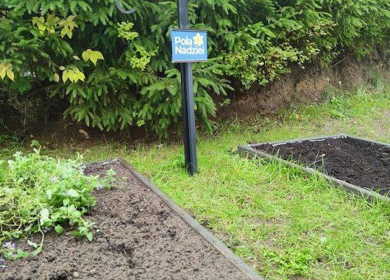 Sadzenie cebulek żonkili przez grupę starszaków :)