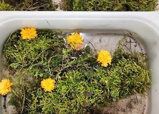 Wiosenna łąka zajęcia sensoryczne