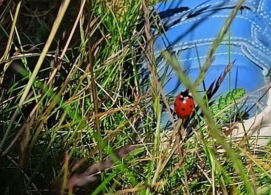 Co w trawie piszczy ?