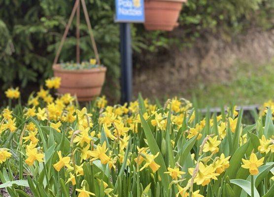 Ogródek żonkilowy w żłobku