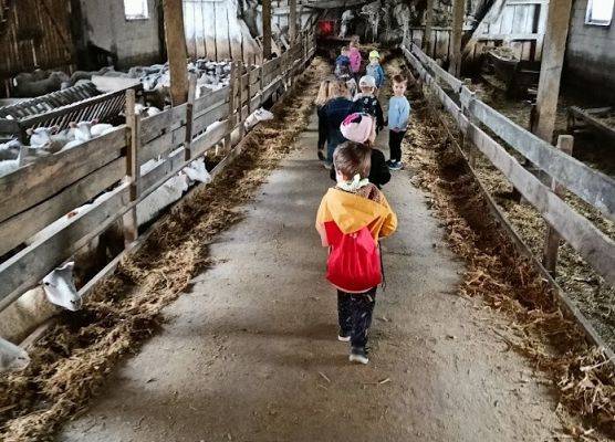 Wycieczka po farmie owiec