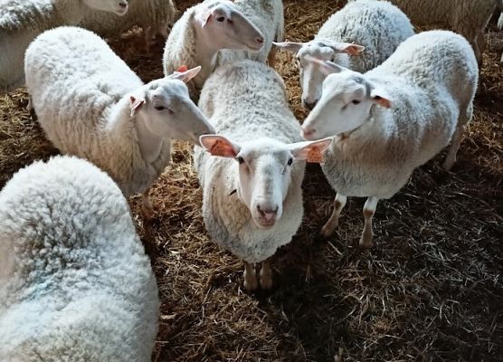 Wycieczka po farmie owiec