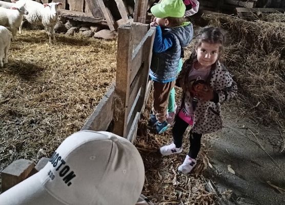 Wycieczka po farmie owiec