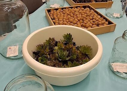 Warsztaty z babcią i dziadkiem ,,Las w szkle''