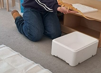 Grafika 3: Spotkanie z jaszczurką Agatą