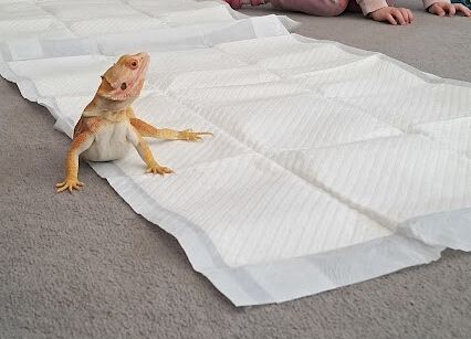 Grafika 2: Spotkanie z jaszczurką Agatą