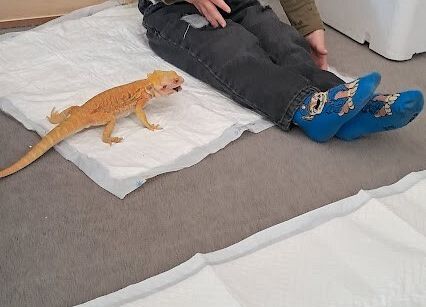 Grafika 7: Spotkanie z jaszczurką Agatą