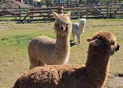 Grafika 14: Wycieczka na Farmę Alexa