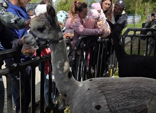 Grafika 111: Festyn Rodzinny w ogrodzie żłobkowym
