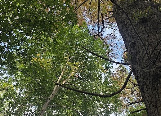 Grafika 5: Powitanie Pani Jesieni