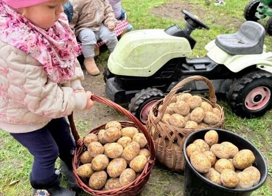 Grafika 19: ,,Wykopki''