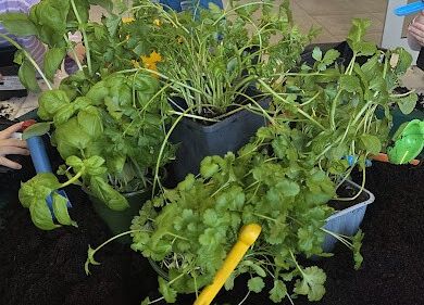 Grafika 2: Ogród ziołowy wertykalny