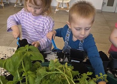 Grafika 13: Ogród ziołowy wertykalny