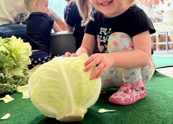 Grafika 8: Kiszenie kapusty