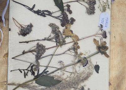 Grafika 15: ,,Zatrzymać lata moment'' ,, Pachnąca szafa''.