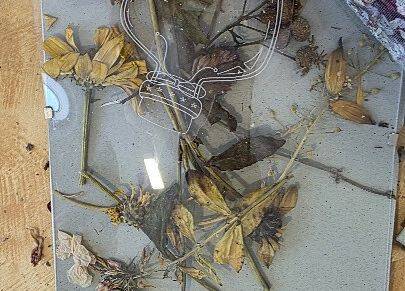 Grafika 16: ,,Zatrzymać lata moment'' ,, Pachnąca szafa''.