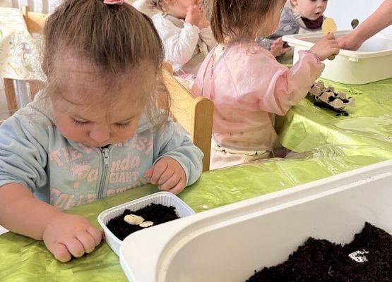 Grafika 9: Od ziarenka do roślinki