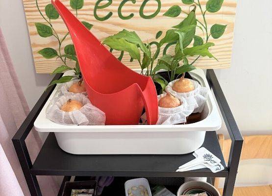 Grafika 15: Od ziarenka do roślinki