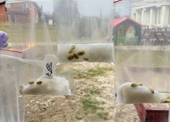 Grafika 20: Od ziarenka do roślinki